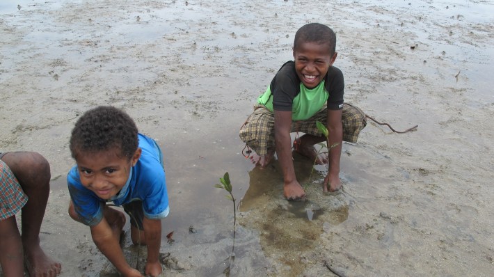 Replanting mangrove trees