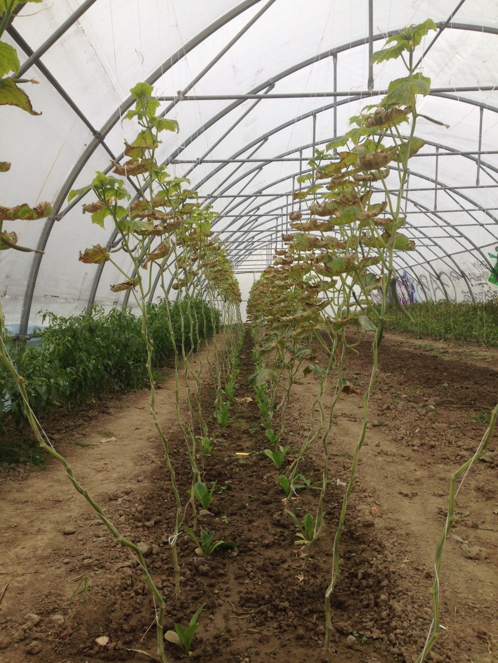 Eco-farmers in Telje – Our new&nbsp;partners